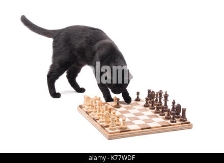 L'inhalation de chat noir sur les pièces sur un échiquier, à propos de les faire tomber, plus on white Banque D'Images