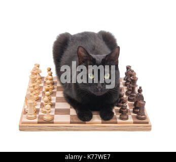 Chat noir couché au milieu d'une partie d'échecs, en regardant le spectateur, isolé sur blanc Banque D'Images