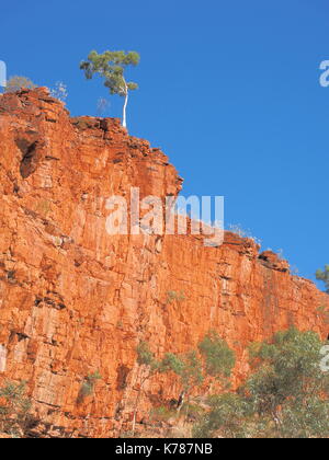 Gum Tree sur la falaise de ormiston gorge en fin d'après-midi soleil, west macdonnell ranges près d'Alice Springs, territoire du Nord, Australie 2017 Banque D'Images