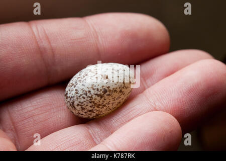 Man holding cardinal d'oeufs d'oiseaux (Cardinalis cardinalis) - USA Banque D'Images