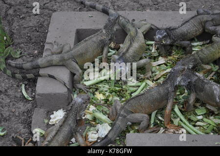 Dans l'alimentation des iguanes parc seminario (parc iguana) à Guayaquil, Equateur Banque D'Images