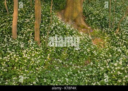 Ramsons (Allium ursinum) masse de floraison, poussant sur des pentes escarpées avec des noisetiers (Corylus avellana), Hetchell Bois, West Yorkshire, Angleterre, Mai Banque D'Images