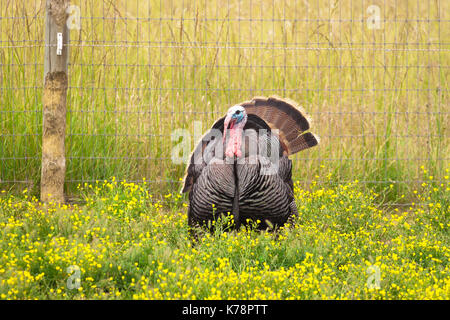 Mâle (tom/gobbler) chez les femelles de leurre en affichant ses plumes, ventilateur arrière et de couleurs. Banque D'Images