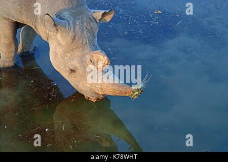 Un rhinocéros noir mâle prend un verre au point d'olifantsrus dans le secteur ouest de l'Etosha National Park, Namibie Banque D'Images