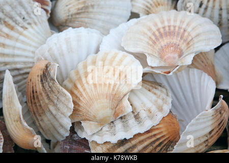 Collection de coquilles st Jacques vides Banque D'Images