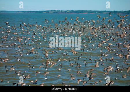 Vol d'un troupeau d'oiseaux marins migrateurs dans le bassin Minas, baie de Fundy, en Nouvelle-Écosse, Canada Banque D'Images