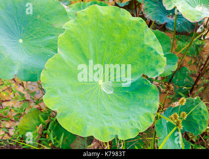 Goutte de rosée du matin roulant sur une lotus vert partir. Banque D'Images