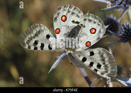 Papillon Apollon (Parnassius apollo) Banque D'Images