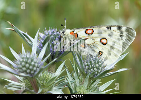 La montagne ou papillon Apollon Apollon (Parnassius apollo) Banque D'Images