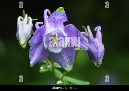 L'ancolie (Aquilegia vulgaris) Banque D'Images