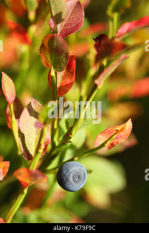 (Vaccinium myrtillus) Banque D'Images