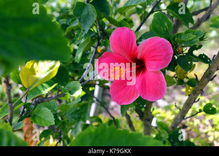 Fleurs magenta sur fond vert dans une île tropicale. Banque D'Images