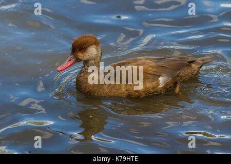 Une plus grande Sarcelle Du Brésil à Slimbridge Banque D'Images