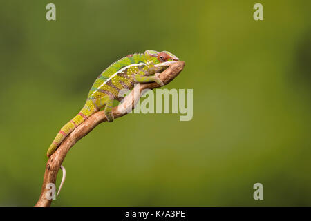Le furcifer pardalis caméléon panthère ou de Madagascar sur une branche d'arbre Banque D'Images