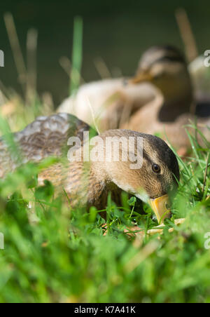 Canard colvert, hybride ID exact inconnu, appuyer machinalement sur le sol sur l'herbe par l'eau au début de l'automne dans le West Sussex, Angleterre, Royaume-Uni. Portrait. Banque D'Images