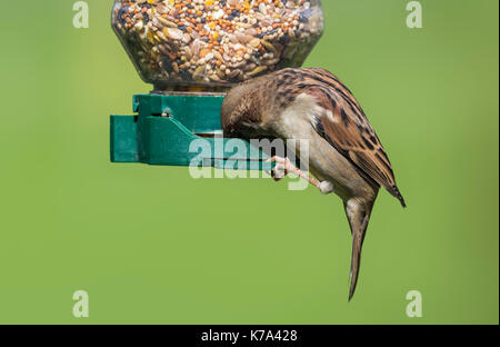 Mâle adulte Moineau domestique (Passer domesticus) perché sur une mangeoire au début de l'automne dans le West Sussex, Angleterre, Royaume-Uni. Banque D'Images