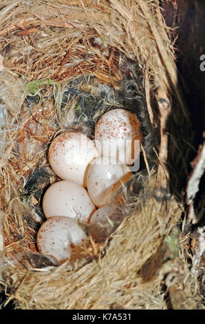 (Certhia familiaris) bruant oeufs dans le nid Banque D'Images