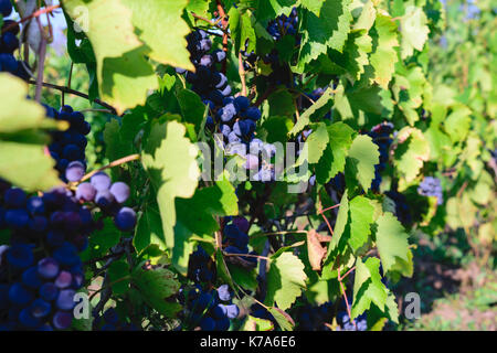 Les raisins mûrissent bleu noir - vigne biologique non récoltée Banque D'Images