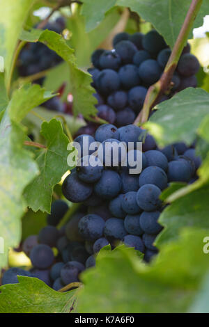 Les raisins mûrissent bleu noir - vigne biologique non récoltée Banque D'Images