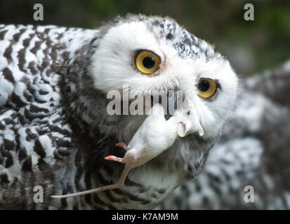 Wuppertal, Allemagne. 15 sep, 2017. Un jeune harfang des neiges (Nyctea scandiaca) manger une souris morte dans sa nouvelle enceinte au zoo de Wuppertal, Allemagne, 15 septembre 2017. Deux harfangs éclos ici en juillet et ont maintenant été conservés ensemble avec des adultes pour une semaine dans un nouveau boîtier. photo : Bernd thissen/dpa/Alamy live news Banque D'Images