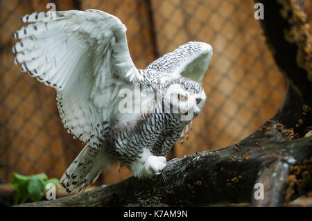 Wuppertal, Allemagne. 15 sep, 2017. Un jeune harfang des neiges (Nyctea scandiaca) étend ses ailes dans sa nouvelle enceinte au zoo de Wuppertal, Allemagne, 15 septembre 2017. Deux harfangs éclos ici en juillet et ont maintenant été conservés ensemble avec des adultes pour une semaine dans un nouveau boîtier. photo : Bernd thissen/dpa/Alamy live news Banque D'Images