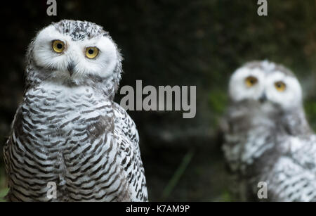 Wuppertal, Allemagne. 15 sep, 2017. deux jeunes harfangs des neiges (Nyctea scandiaca) dans leur nouvelle enceinte au zoo de Wuppertal, Allemagne, 15 septembre 2017. Deux harfangs éclos ici en juillet et ont maintenant été conservés ensemble avec des adultes pour une semaine dans un nouveau boîtier. photo : Bernd thissen/dpa/Alamy live news Banque D'Images