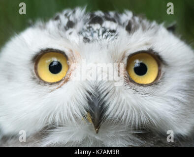 Wuppertal, Allemagne. 15 sep, 2017. Un jeune harfang des neiges (Nyctea scandiaca) dans sa nouvelle enceinte au zoo de Wuppertal, Allemagne, 15 septembre 2017. Deux harfangs éclos ici en juillet et ont maintenant été conservés ensemble avec des adultes pour une semaine dans un nouveau boîtier. photo : Bernd thissen/dpa/Alamy live news Banque D'Images