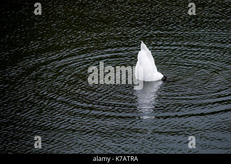 Cologne, Allemagne. 15 sep, 2017. un cygne plonge sa tête sous l'eau à l'decksteiner weiher dans la ceinture verte de Cologne, Allemagne, 15 septembre 2017. photo : Rolf vennenbernd/dpa/Alamy live news Banque D'Images