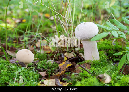 De plus en plus imperméable aux champignons dans la forêt en automne Banque D'Images