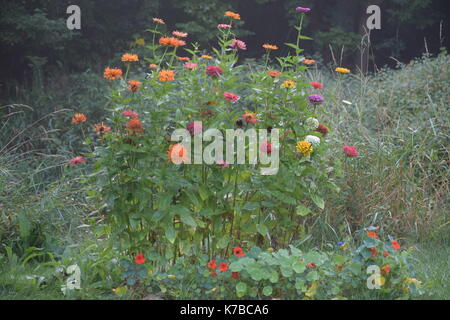 De belles parties de mon jardin Banque D'Images