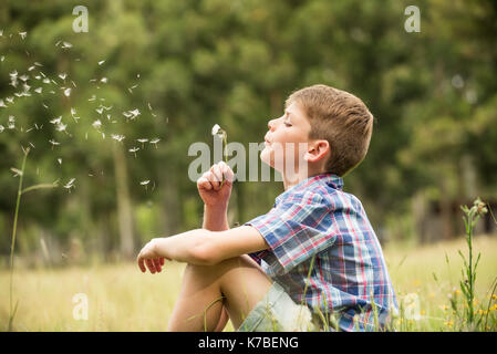 Boy blowing dandelion seedhead Banque D'Images