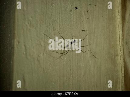 Daddy Longlegs Spider, Holocnemus plochei, tête en bas dans son site web dans un bâtiment abandonné, l'ajout d'un plus grand que lui-même de l'ombre sur un mur Banque D'Images