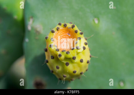 Les fruits jaunes comestibles d'une plante ou d'oponce de l'Indian fig, Opuntia ficus-indica, plein d'épines, trouvés dans la campagne maltaise, Malte Banque D'Images