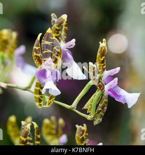 Les fleurs de l'été de plus en plus cool, la floraison d'orchidées épiphytes, Miltonioides laevis (Oncidium laeve) Banque D'Images