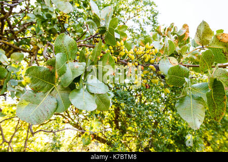 Cerneaux vert pistache sur arbre avec feuilles à la plantation. Banque D'Images