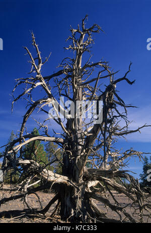 Le SNAG Juniper, perdu de Recherche Forestière, zone naturelle de la vallée de l'arrière-pays National Noël Byway, Oregon Banque D'Images