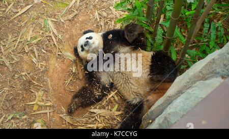 Panda géant reposant Banque D'Images