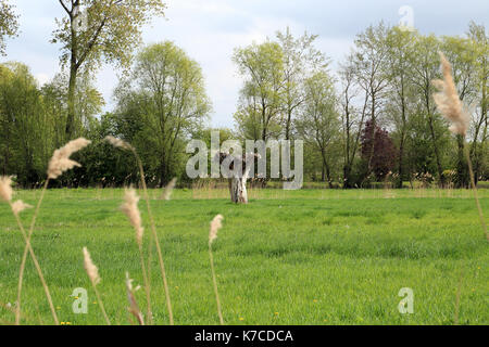 Polarded tree in field à la rue de romelaere dans la grange réserve (réserve naturelle) à l'extérieur de Clairmarais, près de st omer, pas de calais, hauts de france Banque D'Images