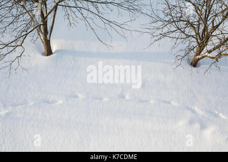 Les arbres et les traces de pas dans des bancs de neige en hiver Banque D'Images