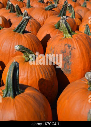 Rangées de citrouilles fraîches cueillies en tant qu'écran Banque D'Images