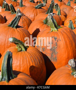 Rangées de citrouilles fraîches cueillies en tant qu'écran Banque D'Images