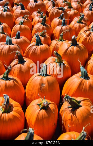 Rangées de citrouilles fraîches cueillies en tant qu'écran Banque D'Images