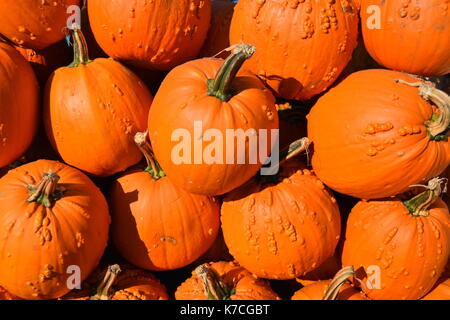 Rangées de citrouilles fraîches cueillies en tant qu'écran Banque D'Images