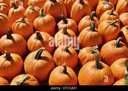 Rangées de citrouilles fraîches cueillies en tant qu'écran Banque D'Images