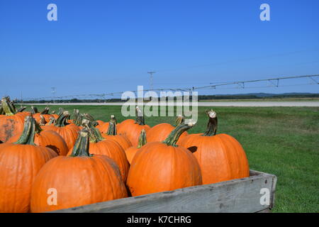 Pumpkins chargé sur un chariot sous un ciel bleu, à l'horizontale, avec en arrière-plan Banque D'Images