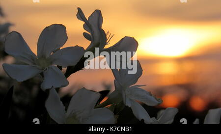 White Oleander fleurs au coucher du soleil dans le désert Banque D'Images