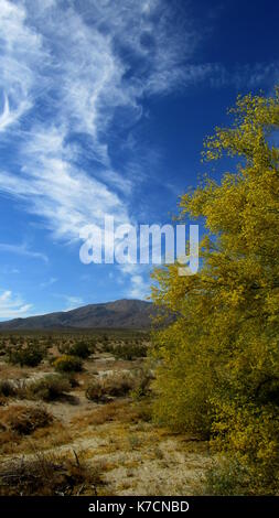 Un arbre palo verde dans fleur jaune fleurissent en face d'un Cirrus obscurci le ciel bleu dans le désert californien orientation verticale Banque D'Images