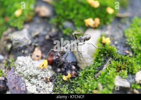 Les fourmis sont à la recherche de nourriture sur le sol, la macro photographie. Banque D'Images