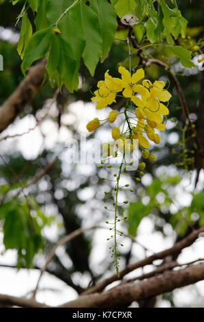 PELTOPHORUM PTEROCARPUM ; FLEURS DE FLAMME JAUNE. Banque D'Images