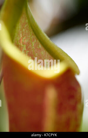 NEPENTHES GRACILIS Banque D'Images